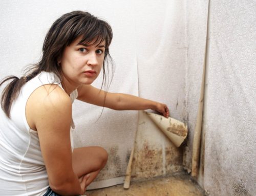 What is Mold Toxicity?